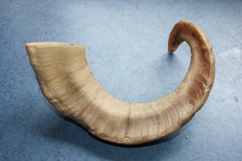 Real rams horn walking stick - real,