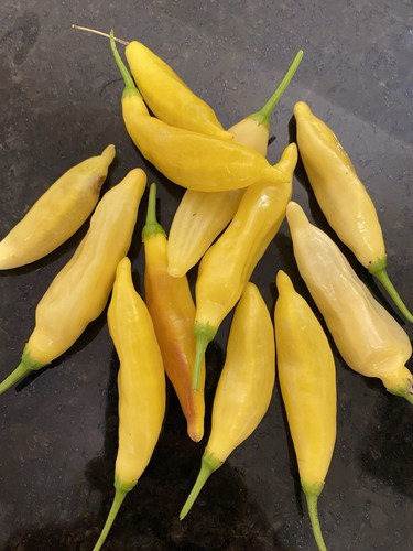 Lemon drop chili chilli - chilli, seeds