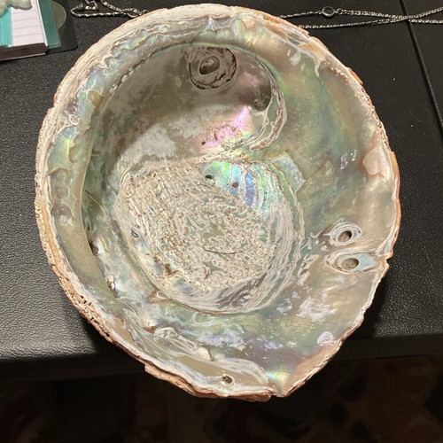 Natural abalone shells - 4,