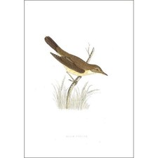 BIRDS Marsh Warbler - Hand Coloured - Antique Print 1903 by Rev FO Morris