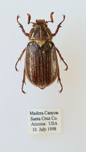 Cockchafer arizona beetle set - cockchafer,