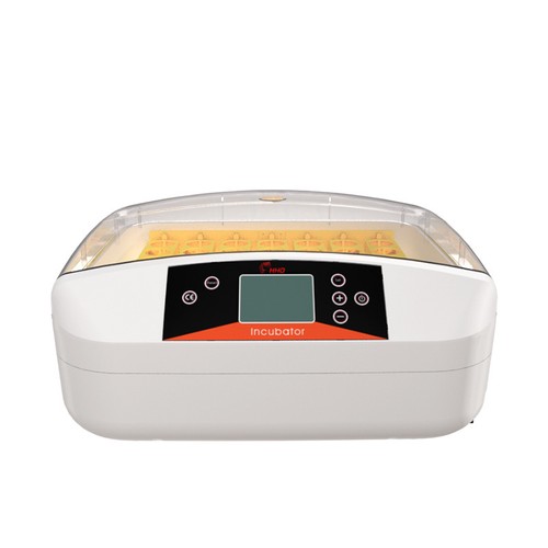 Eggs incubator poultry - eggs,