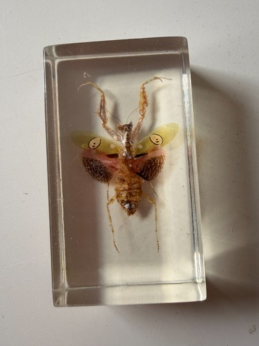 Real flower mantis preserved - real,