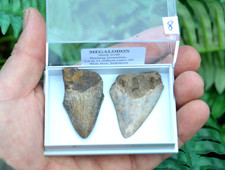 2 X REAL MEGALODON SHARKS