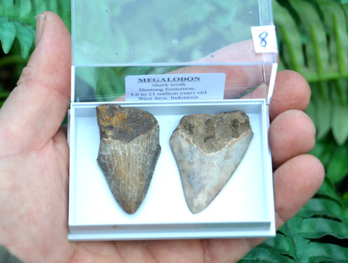 Real megalodon sharks - real,