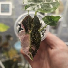 Alocasia POLLY Pink Variegated