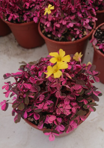 Oxalis vulcanicola plum - |,