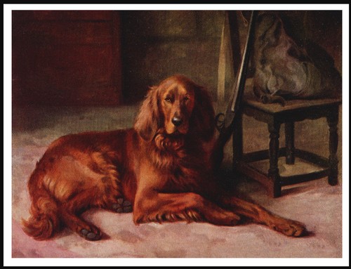 Irish setter lovely dog art - ,