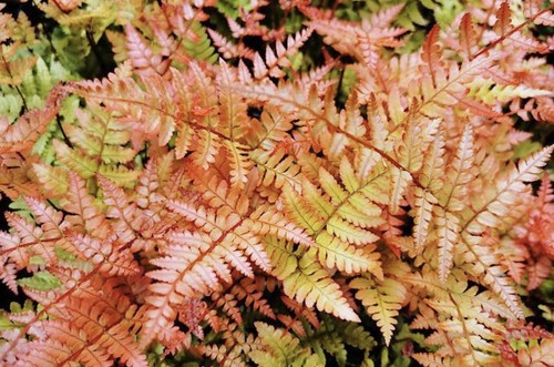 Japanese autumn fern - japanese,