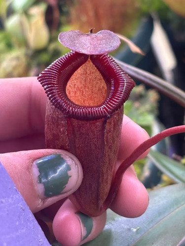 Nepenthes ventricosa - ventricosa, x
