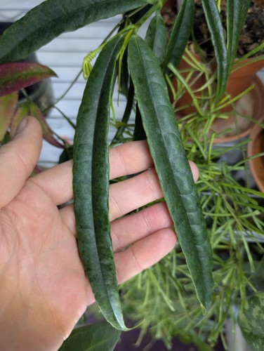 Hoya platycaulis node - hoya,