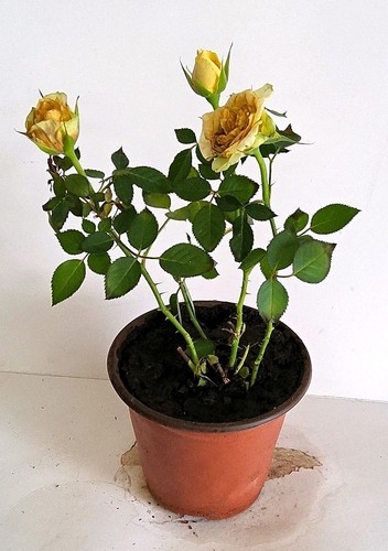 Yellow rose potted - yellow, (rosa)