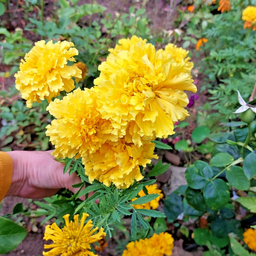 350x african marigold mary - african,
