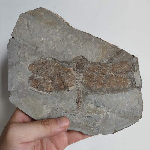 Fossil dragonfly insect - fossil,