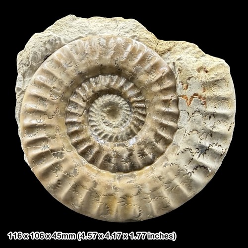 Hildoceras fossil ammonite - hildoceras,