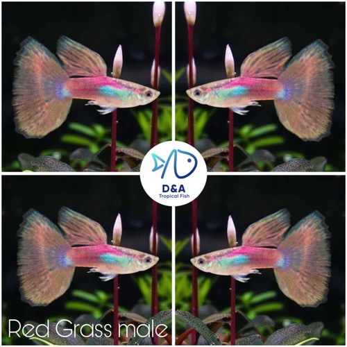 Pair live aquarium - -, guppy