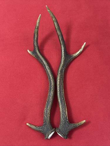 Pair red deer antlers - of, 403g