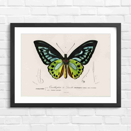 Ornithoptera butterfly - ornithoptera,