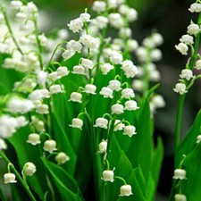 SPRING WHITE BELL-CONVALLARIA LILY OF THE VALLEY ROOT BULB HARDY PERENNIAL PLANT