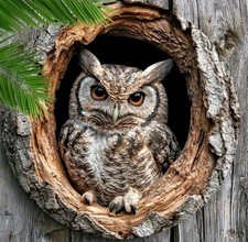 2D Woodland Owl Round Metal Decorative Sign Plaque Owls