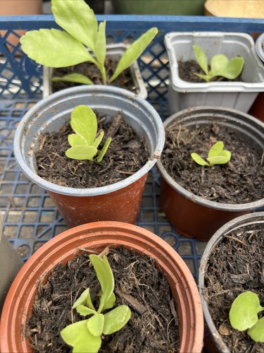 Miracle leaf seedlings - miracle,