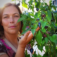 Purple Jalapeño Chilli Plug