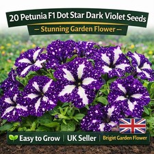 20 Petunia F1 Dot Star Dark