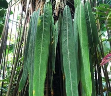 Young Anthurium Vittarifolium