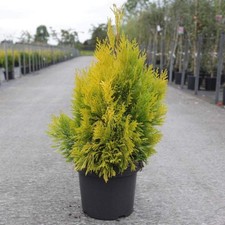 Thuja plicata 4ever goldy - thuja, 3
