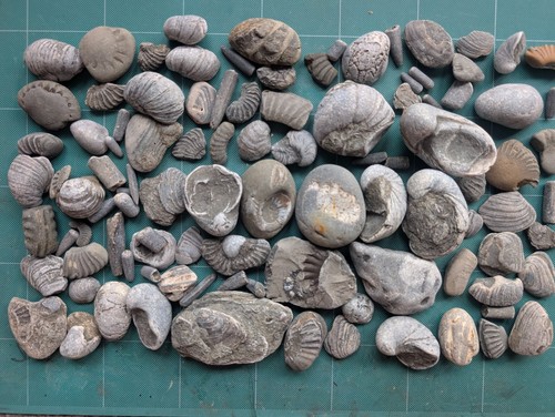 Large jurassic fossil - large,