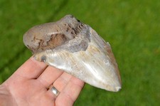 BIG, 5.2" GENUINE  MEGALODON SHARK TOOTH, BEST VALUE MEGS ,U.K db198