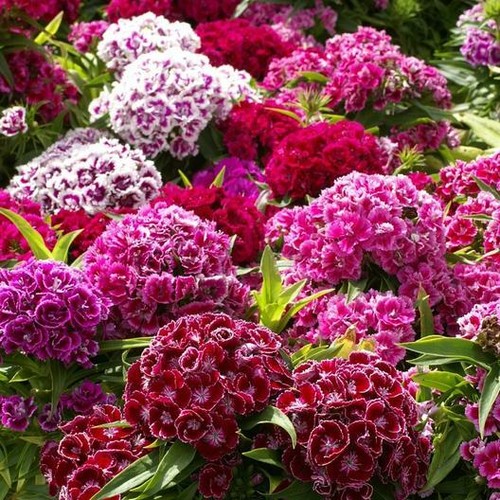 Sweet william double mix - sweet,