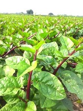 Vegetable Malabar Spinach Red