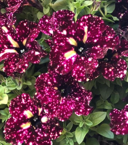 Petunia semi trailing - petunia, semi-trailing