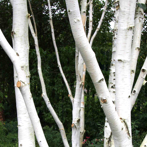Betula jacquemontii single - jacquemontii, |