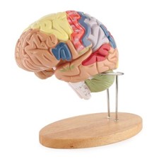 Medical Anatomical Human Brain Model Anatomy Cerebral Cortex Brain Nerve Model