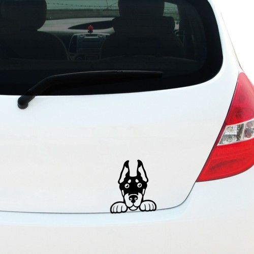 Peeking doberman pinscher - peeking,