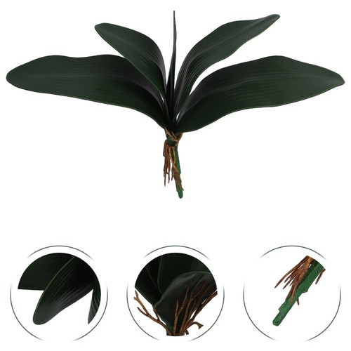 Branch phalaenopsis orchid - branch,