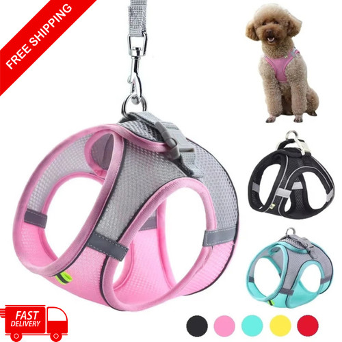 Reflective dog puppy pet - dog,