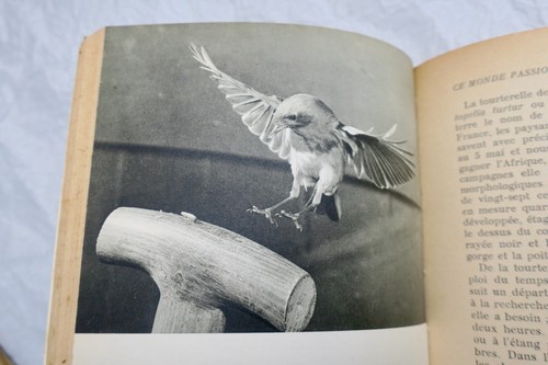 Birds this exciting world - birds,