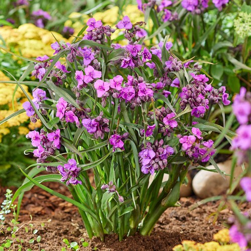 Border plant spider lily - plant,,