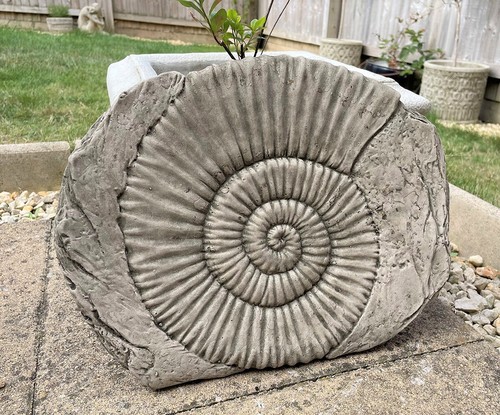 Ammonite fossil stone - ammonite,