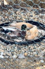 4 Call Duck Eggs- Buff X Snowy