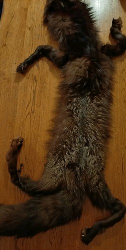 1920s original fox fur stole - 1920s,