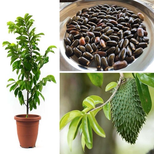 15x soursop seeds annona - 15x, seeds,