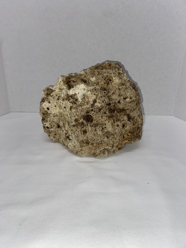 Natural dry coral reef - reef, rock