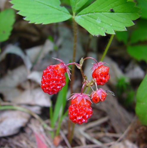 Virginia strawberry fragaria - strawberry,
