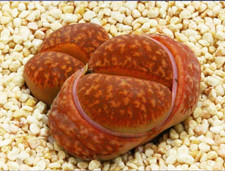 10x Lithops Gensinae Hanawared Seeds - Red Living Stone Seeds Tiny Succulent