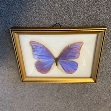 Framed Blue Butterfly. Vintage from Brazil. Frame size approx. 20x15cm