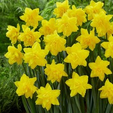 Golden ducat double daffodil - ducat,